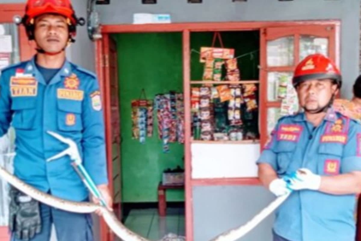 Damkar Ciamis Evakuasi Seekor Ular Sanca di Rumah Warga Majalaya